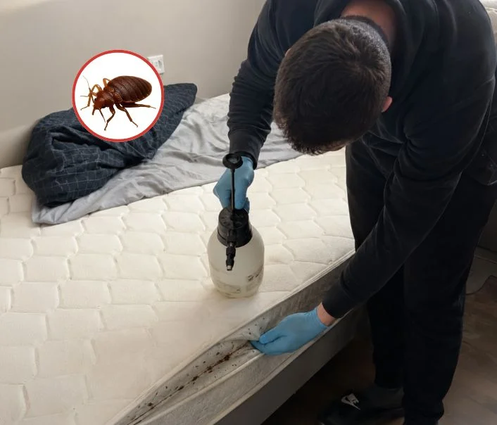 Technicien traitant un matelas contre les punaises de lit à Villevaudé